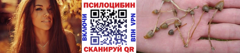 OMG ссылки купить Щучье Псилоцибиновые грибы ЛСД